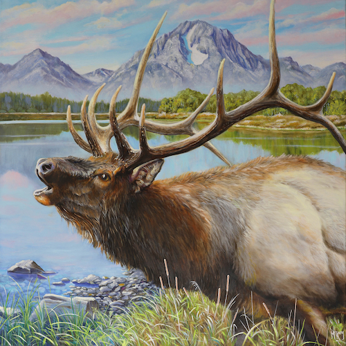 Teton Elk 36x36 $3950 at Hunter Wolff Gallery